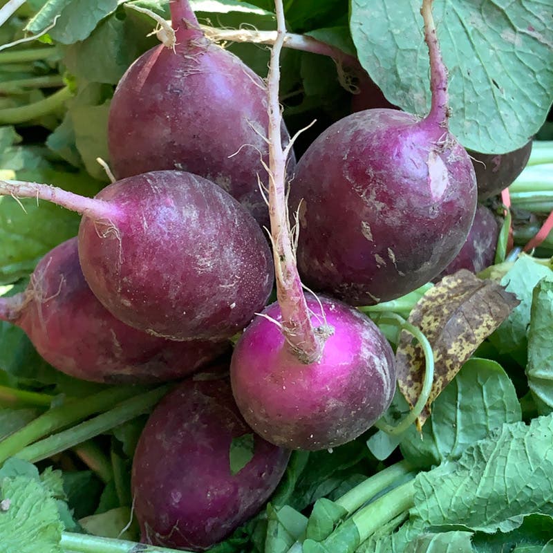 Purple Radishes