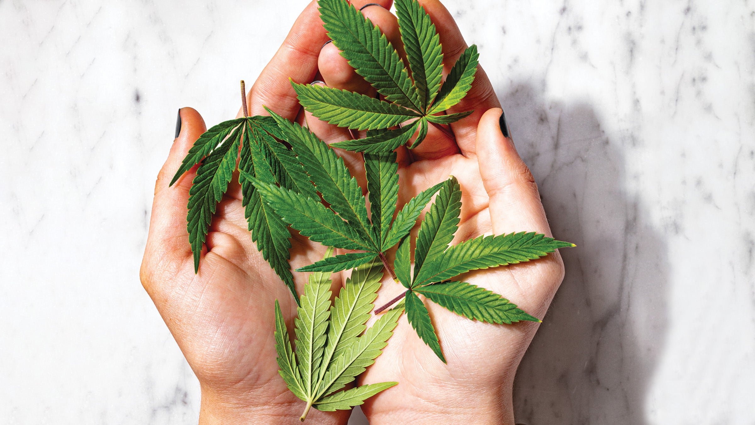 The New CBD THCV Claims To Be "Diet Weed" – But Is It Really? - Clean ...