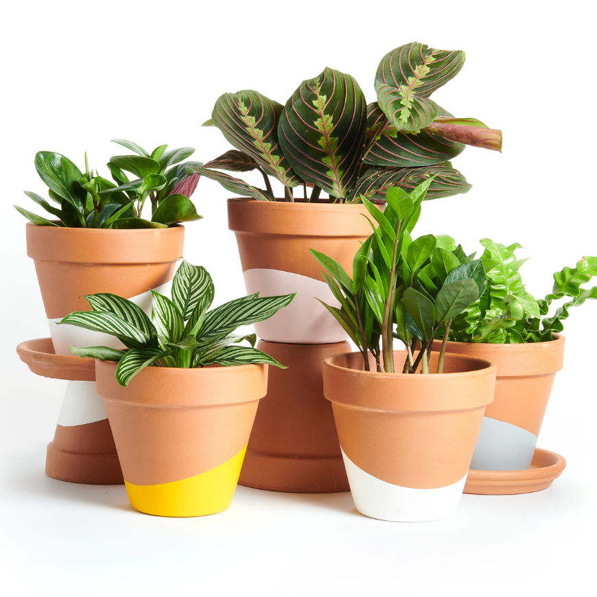 Horti Plant Subsription