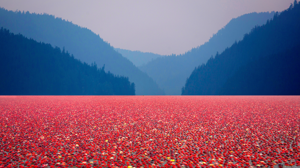 Is a Cranberry Shortage Threatening Thanksgiving? Clean Eating