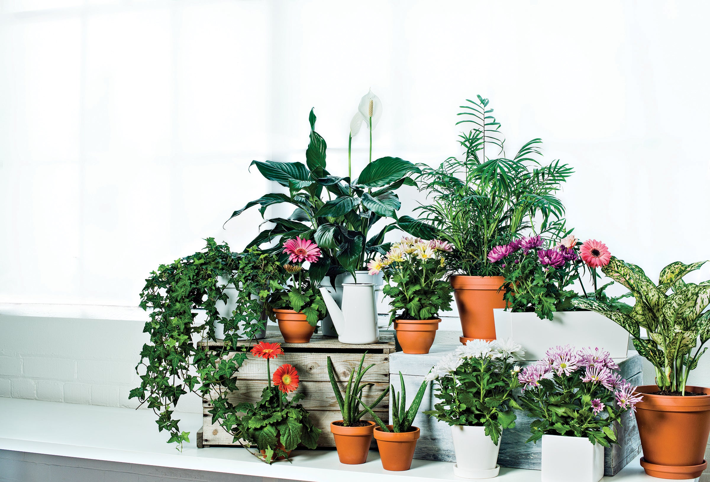 Plants can purify the air in your home